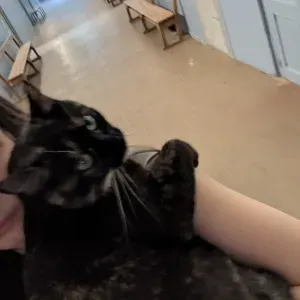  Jeune et sérieuse, promenades et garde d'animaux à Millau 