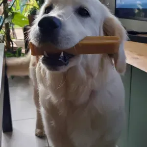 Pet-Sitter à Mérignac ! C'est toujours un plaisir d'aider 