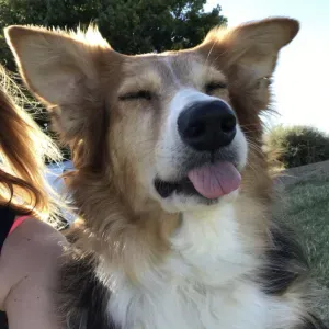 Pet-Sitter à Lempdes expérimentée