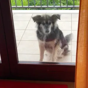 Cerco collaboratrice domestica