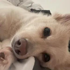 Job offer for a petsitter in Vergiate