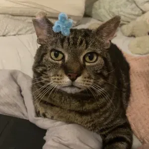 Je recherche une femme de ménage pour 1 journée.