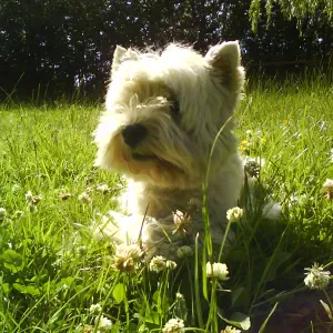 Soutien scolaire enseignement primaire + Hist/Géo collège
