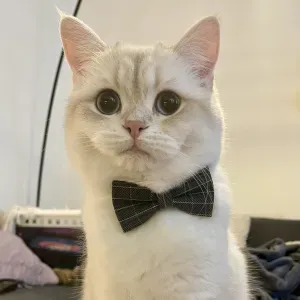 Emploi de Petsitter Paris