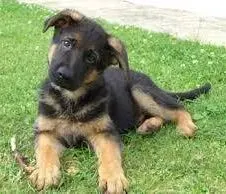 Dog Sitter, une passionnée des animaux !