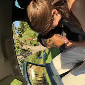 Dog walking.