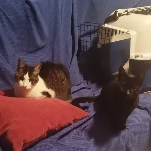 Visita para gatos que viva en San Fernando(Cádiz)