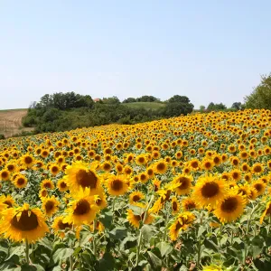 Pet-Sitter à 45 minutes de Toulouse !