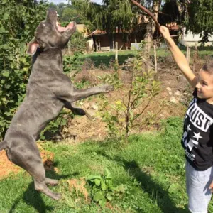 Passionné d'animaux depuis toujours 