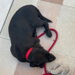 À la recherche d'un pet sitter long terme 