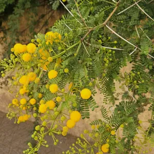 Je cherche une femme de ménage à domicile