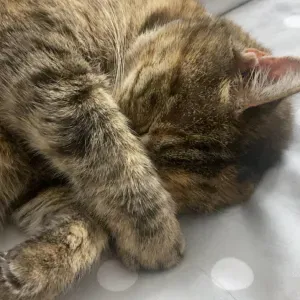 Pet-Sitter. Disponible toute la semaine et le week-end