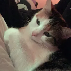 Pet-Sitter prête à m'occuper de vos animaux à Paris !