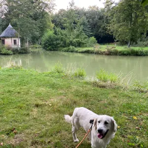 Poste pour un(e) dog-sitter - Petsitter à Gallardon