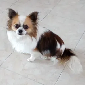 Dame de compagnie aide administratif 