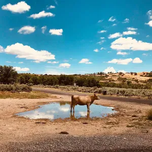 Je cherche un(e) petsitter près de chez moi