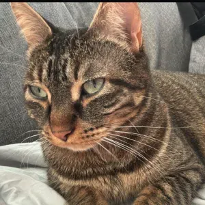 Cherche un ami(e) pour ma Mia