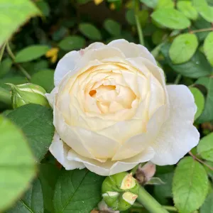 Niñera en madrid con experiencia 