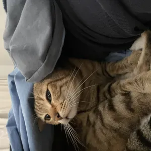 Pet-sitter à Niort pour promenade