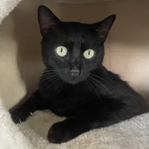 Catsitter looking for Quito from the 27/12 to the 06/01