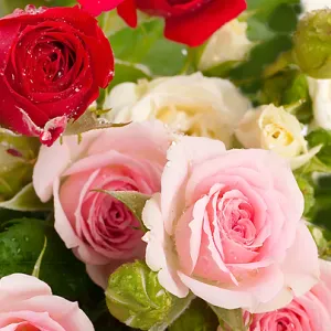 femme de menage dispo tout de suite