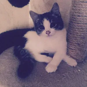 À la recherche d'une pet-sitter