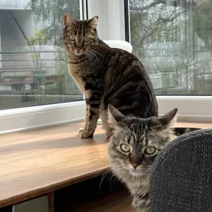 visita 2 gatos por uma semana em maio en Estoril