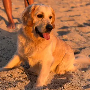 À la recherche d'un petsitter 