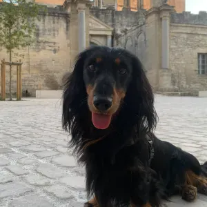 Pet sitter val de marne île de France 