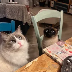 Garde animaux chats chiens ou autre 