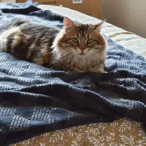 Petsitteuse à Lyon avec amour inconditionnnel !