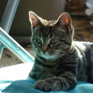 Recherche quelqu'un pour s'occuper de mon chat
