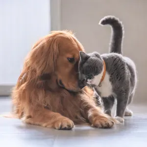 Visite de vos animaux en toute quiétude