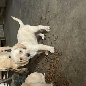 Garde chien cher vous ou cher mois 