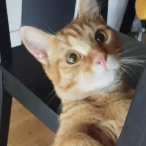 Pet sitter uniquement à Brunoy 