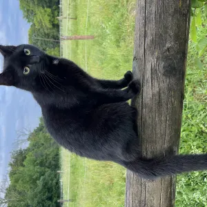Pet-sitter à Besançon pour principalement chiens et chats 