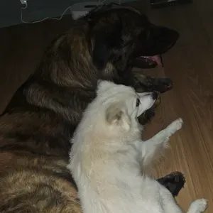 Looking for a cleaning person