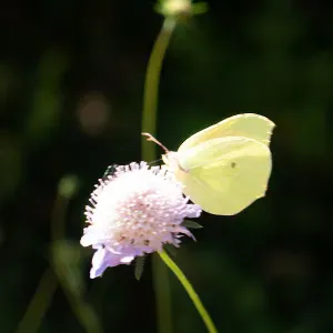 Recherche baby sitter 