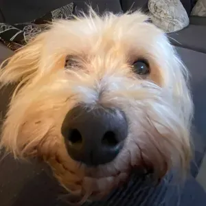 Pet-Sitter au alentours de Rennes 