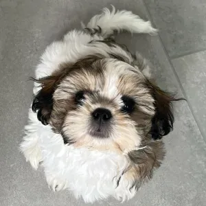 Looking for a Loving Puppy Sitter