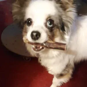 A la recherche d'un pet Sitter