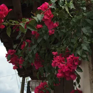 Recherche femme de ménage
