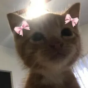 Pet-Sitter à Noisy-le-Grand (Richardets)