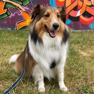 Kao needs walks to the park