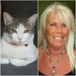 CHAT ADORABLE DIABETIQUE