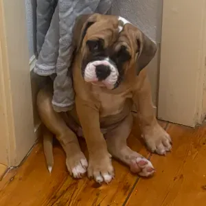 Recherche d un pet sitter pour notre chien de 3 mois