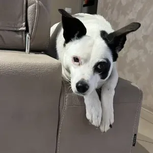 pet sitting ad aversa per cani