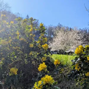 Femme de ménage à Publier sérieuse et motivée 