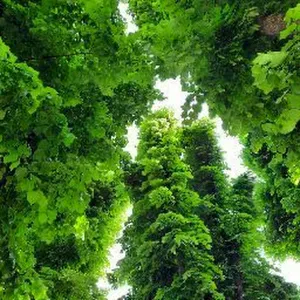 Offerta di lavoro per babysitter – assistenza all'infan...