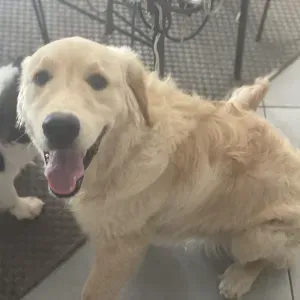 Services de garde d'animaux (chiens, lapins, et NAC)